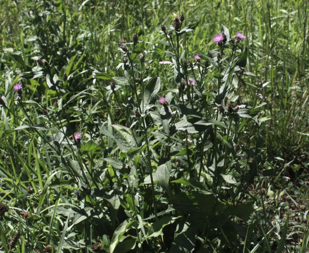 Centaurea nigrescens